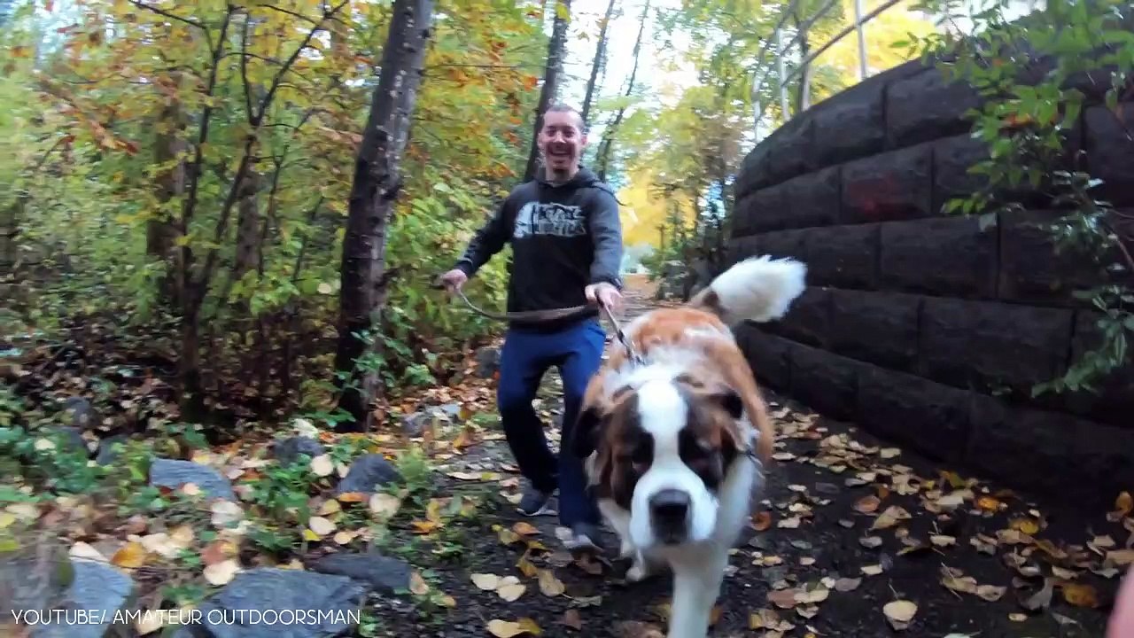 11 Biggest Dogs in the World