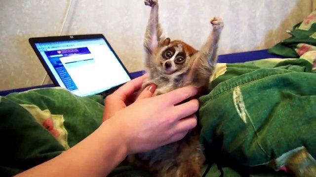 10 Cutest Exotic Animals You Cannot Own As Pets