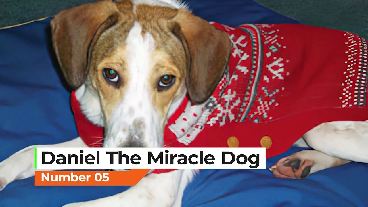 8 Animals That Survived The Impossible