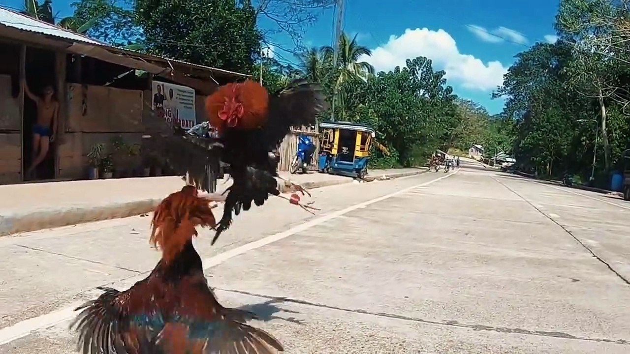 10 Most Fearless Animals in the World