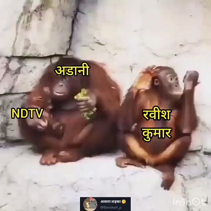 Shorts Chimpangi