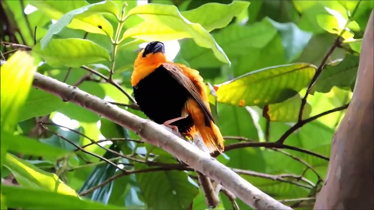 10 Most Beautiful Finches in the World (P2)