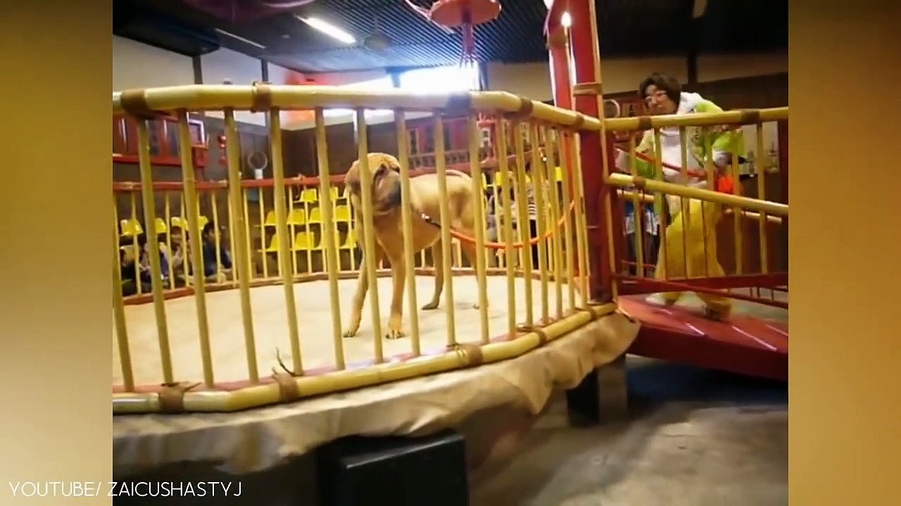 10 Most Illegal Dog Breeds in the World
