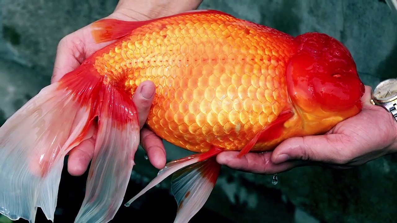 15 Strangest Things People Found in the Drainage Systems