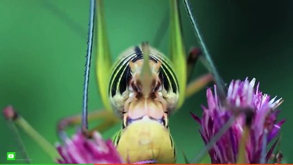 15 of the Loudest Animals on Planet Earth