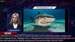 These sharks can walk, and they might help us understand more about climate change - 1BREAKINGNEWS.C