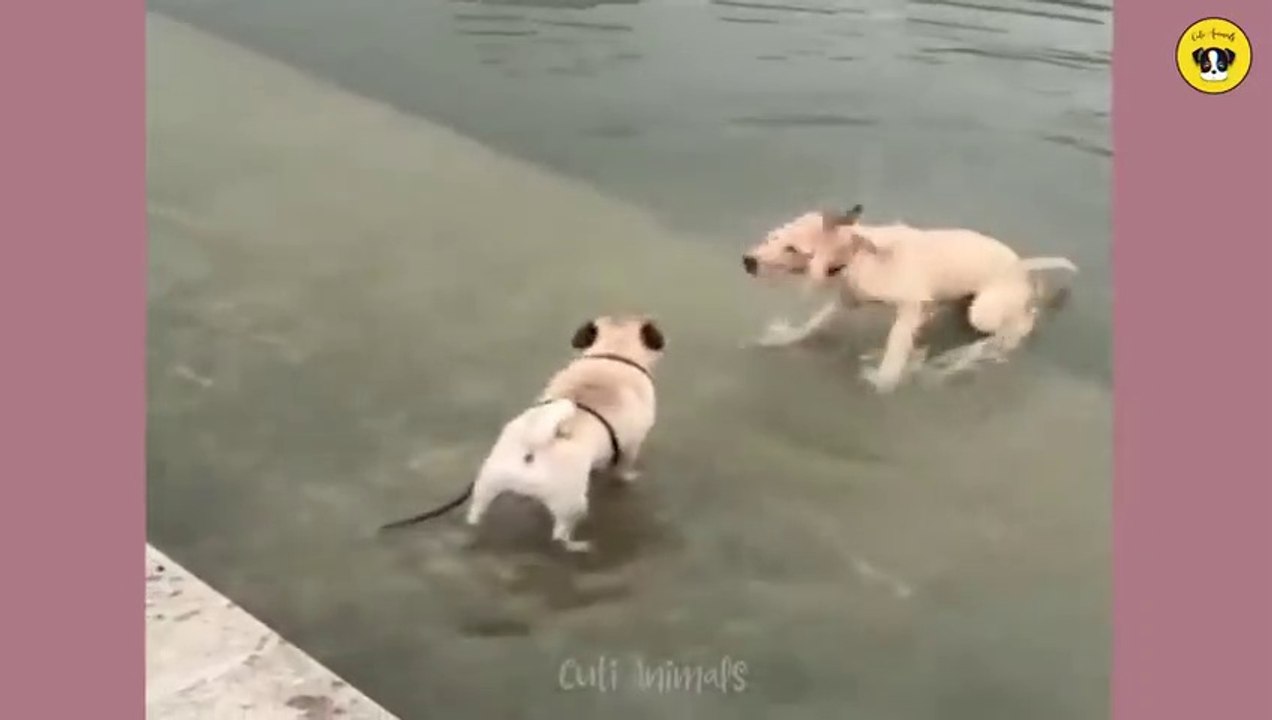 Funniest Animals - Funny Dog And Cat - #3
