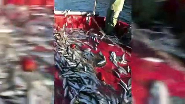 26 aout TOPO LPM peches pelagiques hareng