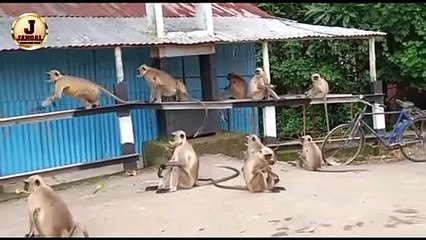 Black monkey Bade monkey Monkey video monkey videos