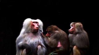 Baboons video in monkey