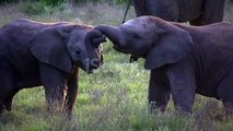 love scene of two elephants,दो हाथीयों का प्रेम भरा दृश्य