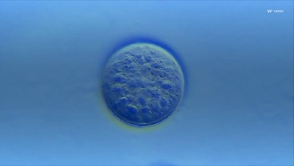 'Synthetic' Embryo Breakthrough Could Help Solve Organ Donor Shortage