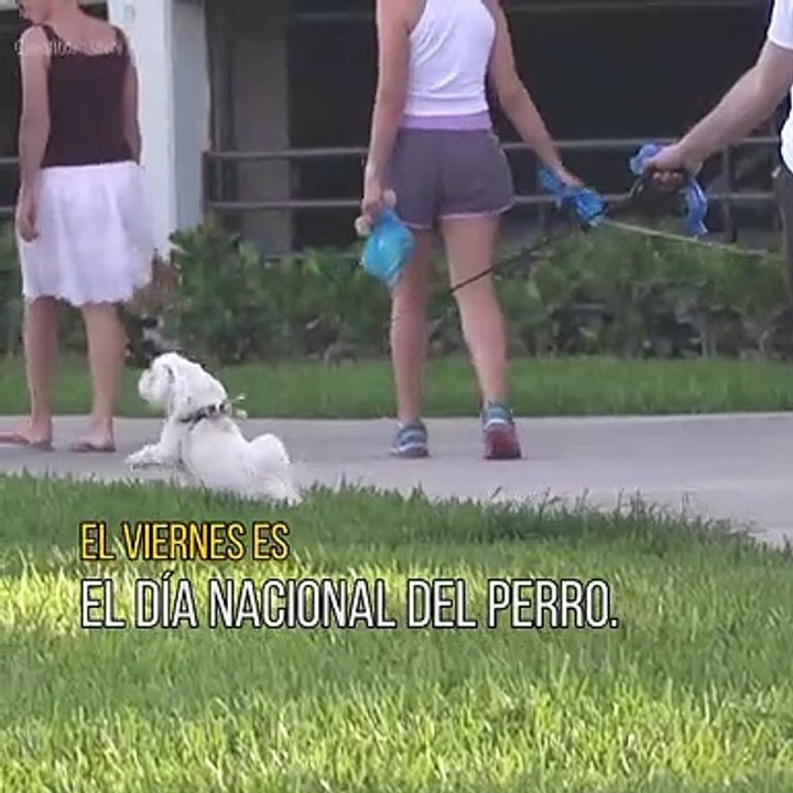 Es día nacional del perro