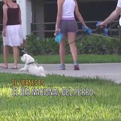 Es día nacional del perro