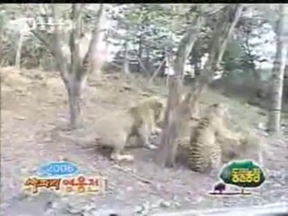 safari英雄战三(上集) Löwe vs Tiger