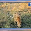 Python vs Big Cat, Leopard vs Crocodile, Lion Hunting Fails