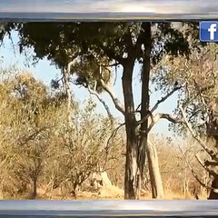 Amazing Baboon Save Impala From Leopard Jumps Tall Tree To Ambush