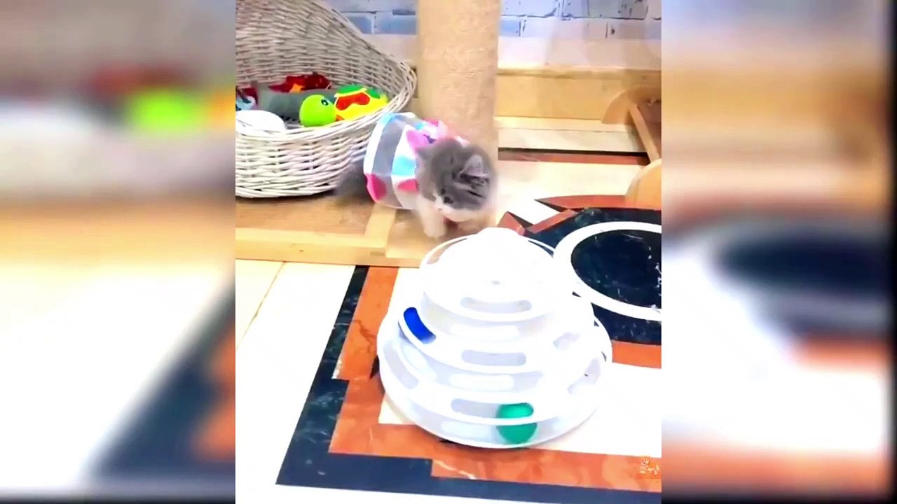 Funny Cat goes viral