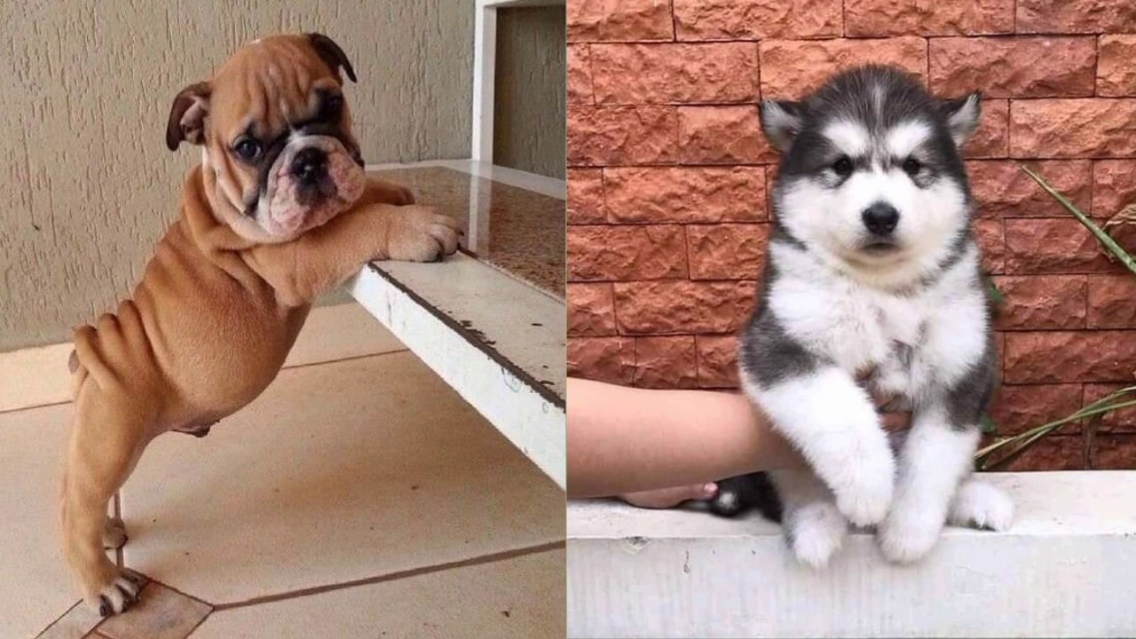 LUCU ANAK ANJING&KUCING baby dogs& cats