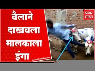 Bhandara मध्ये बैलाने मालकाला दाखवला इंगा, व्हिडिओ सोशल मिडियावर व्हायरल : ABP Majha