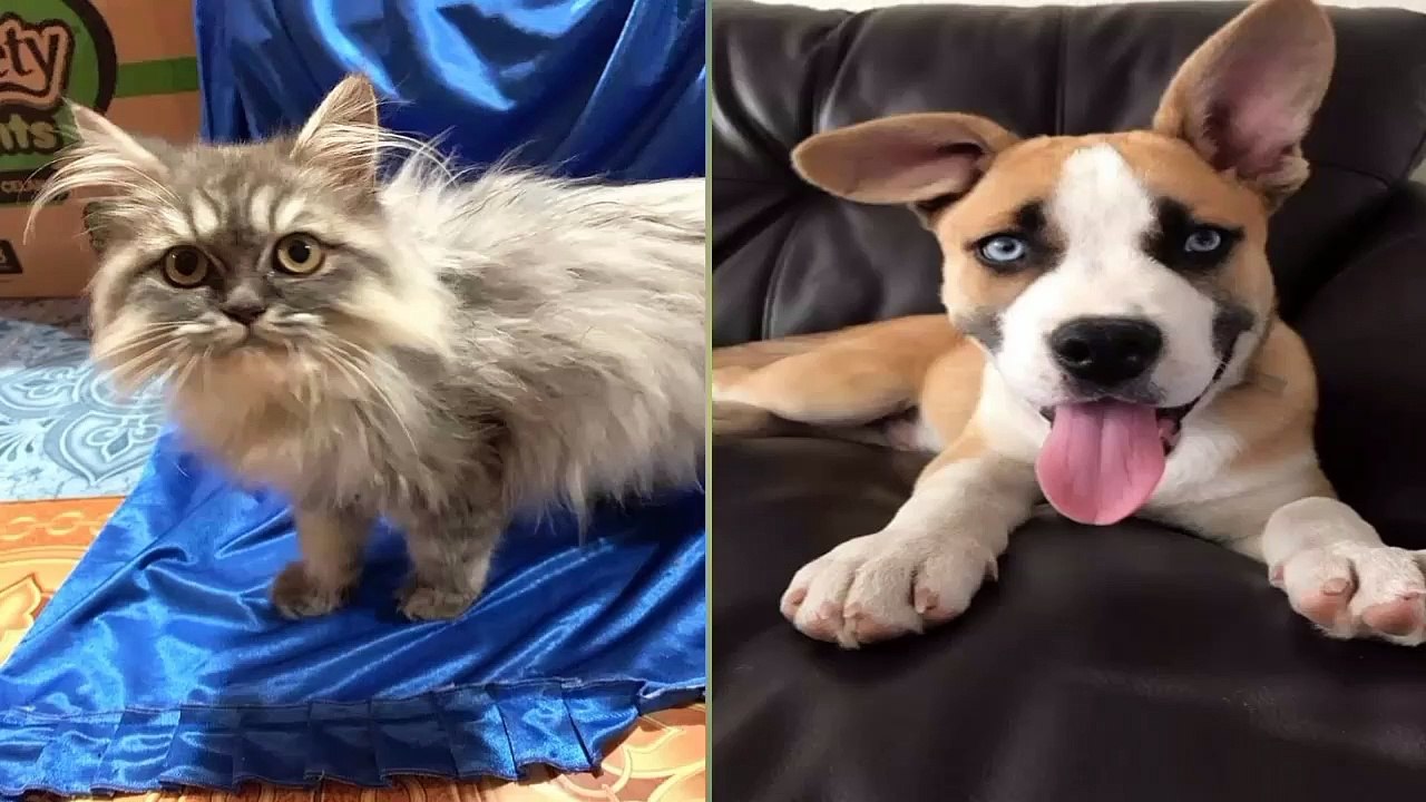 LUCU BANGET ANAK ANJING&KUCING baby dogs& baby cats