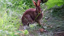 baby rabbit with meadow