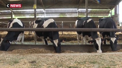 Les éleveurs de ruminants face à la sécheresse