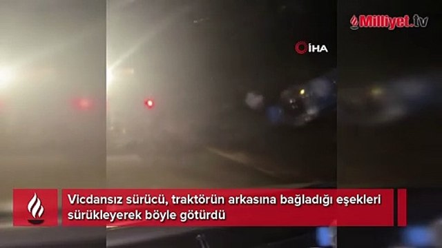 Vicdansız sürücü, traktörün arkasına bağladığı eşekleri sürükleyerek götürdü