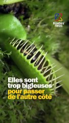 Pourquoi les mouches se cognent sur la vitre ?