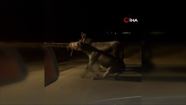 Vicdansız sürücü, traktörün arkasına bağladığı eşekleri sürükleyerek böyle götürdü