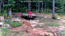 Cat Teases Grazing Deer