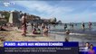 Alerte aux méduses échouées sur les plages de Marseille