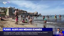 Alerte aux méduses échouées sur les plages de Marseille