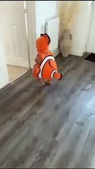 Cute little baby fish 