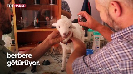 Bir çift ayakkabıyla takas ettiği kuzu yanından ayrılmıyor