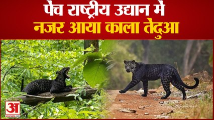 Pench National Park में दिखा Black Panther, सैलानियों का जमावड़ा | Kala Tendua