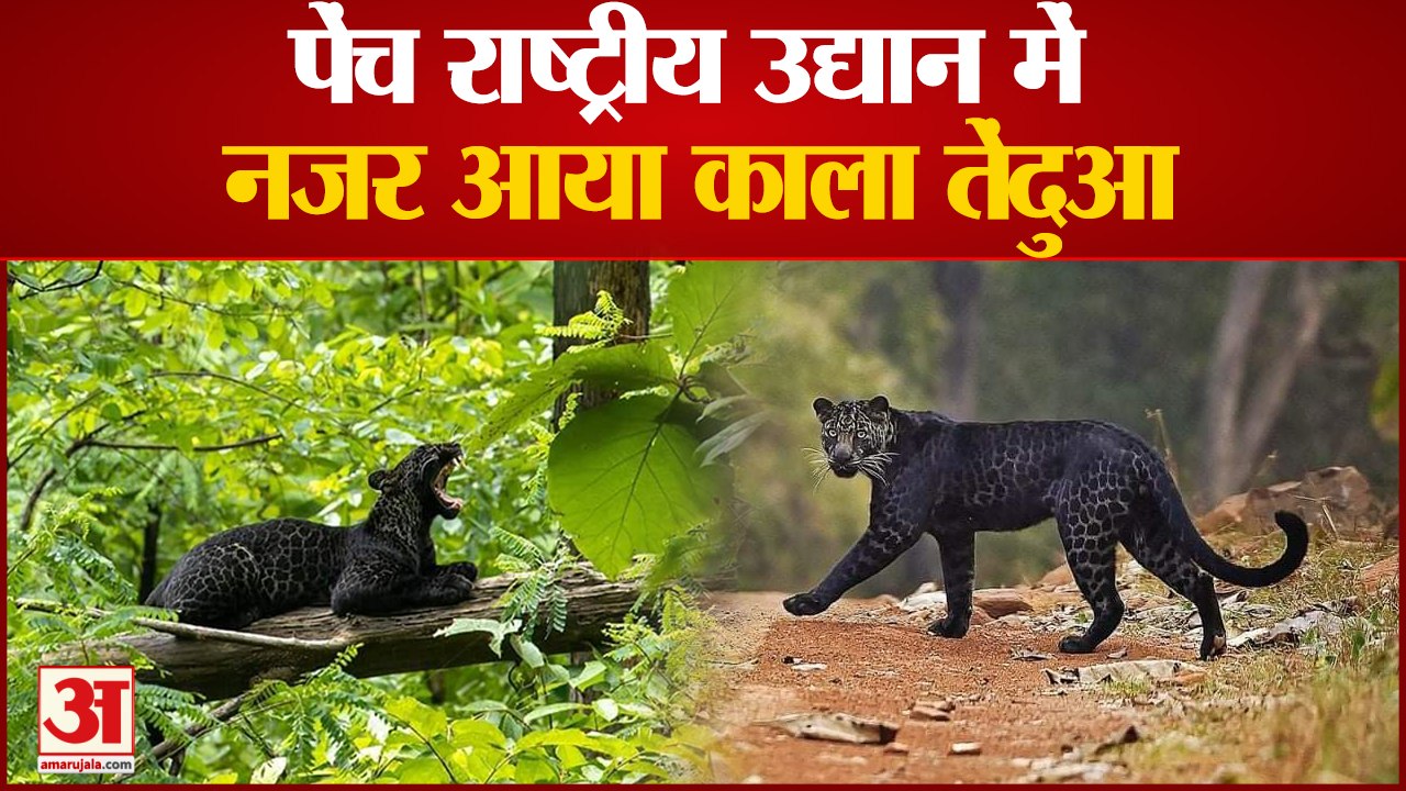Pench National Park में दिखा Black Panther, सैलानियों का जमावड़ा | Kala Tendua