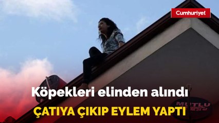 Download Video: Antalya'da köpekleri elinden alındığı için çatıya çıkan kadın, köpekleri getirilince eylemine son verdi