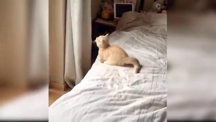 Baby Cats - Cute and Funny Cat Videos Compilation #37 - Aww Animals