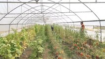Van gündem haberleri... Özalp Belediyesi seralarda yetiştirdiği sebze ve meyveleri ihtiyaç sahiplerine ulaştırıyor