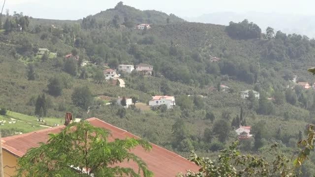 Ordu gündem haberi | Ordulu kadınlar aile ekonomisine katkı için fındık topluyor