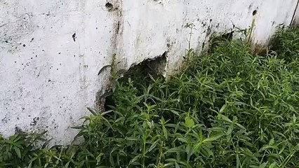 खेल मैदान में फैल रहा नाली का पानी, प्राचार्य ने कई बार किया आवेदन