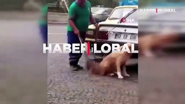 Yürekleri ısıtan görüntü... Temizlik personeli süpürgeyle sokak köpeğinin sırtını kaşıdı
