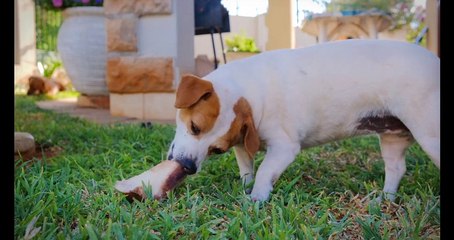 Dogs Cuteness Melt My Heart | Dogs Love | Dogs Friendship