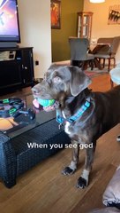 Dog Sees Hot Air Balloon and Thinks It's God