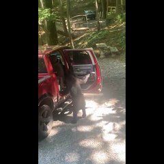 Bear Opening Truck Door