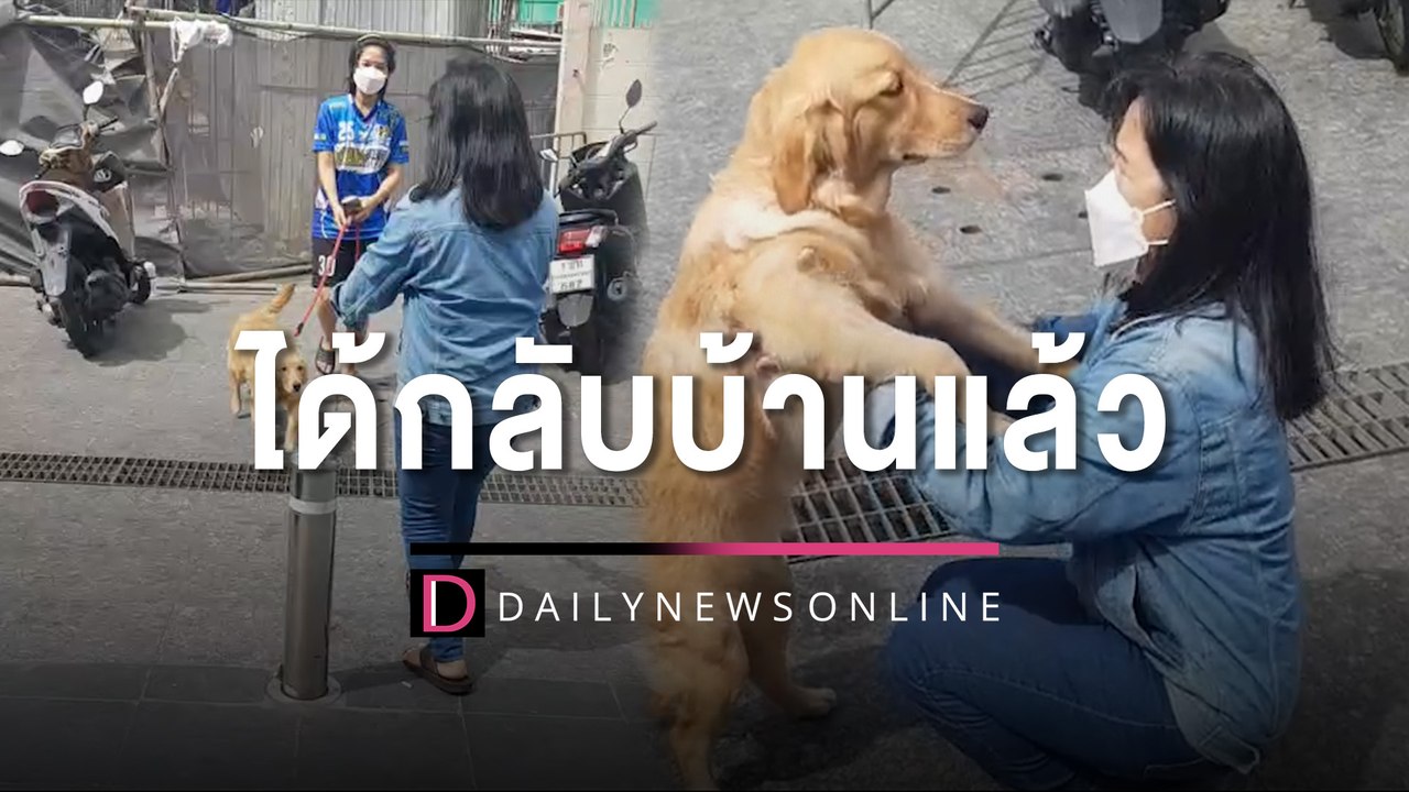 ที่แท้หมาวัด "เจ้าน้ำหวาน" ตูบโกลเด้นฯพลัดหลง ได้กลับวัดบวรฯ | HOTSHOT เดลินิวส์ 27/08/65