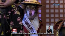 Ilang aspin, bumida sa Ginoo at Binibining Aspin 2022 | 24 Oras Weekend