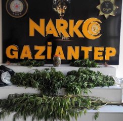 Gaziantep haberi! Gaziantep'te dev uyuşturucu operasyonu: 20 gözaltı