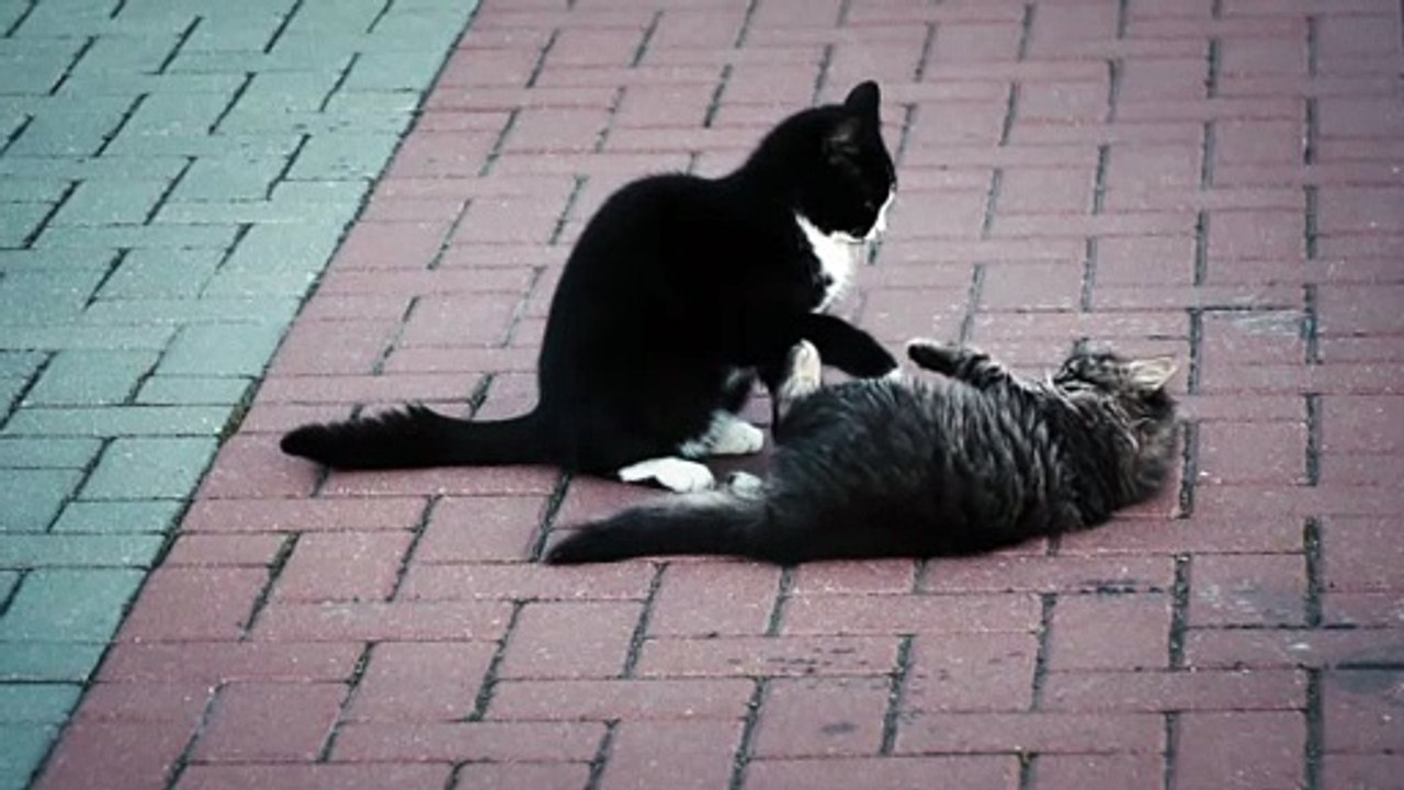 funnycats